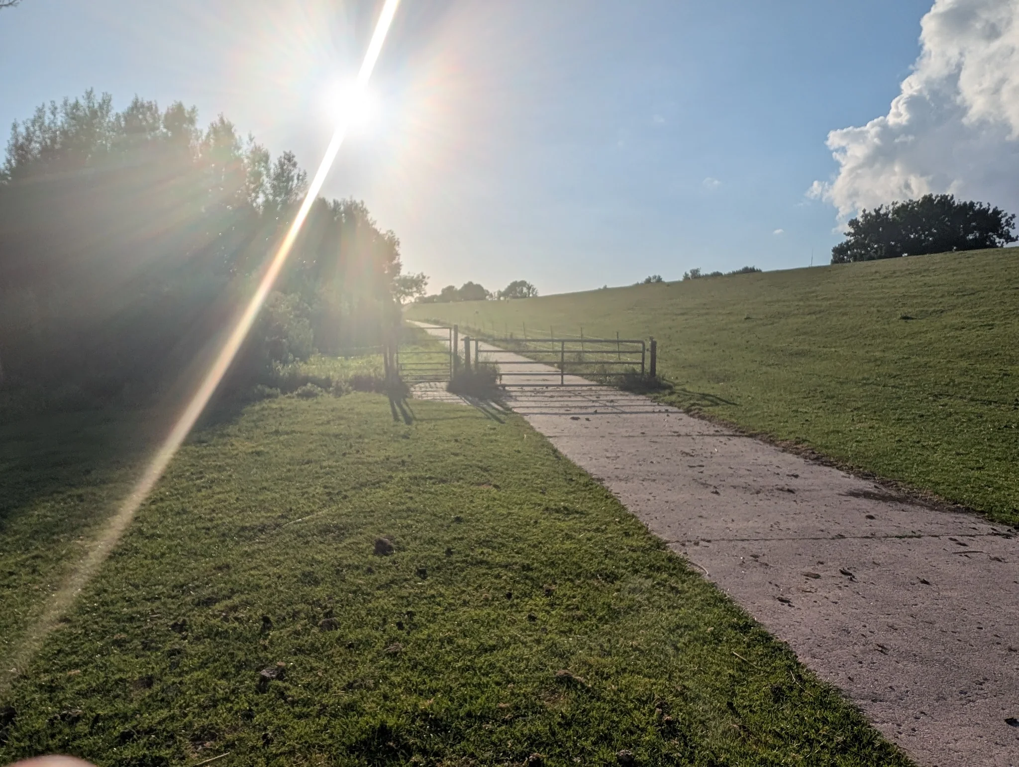 Sonniger Deichweg mit Tor und Weide in Kollmar
